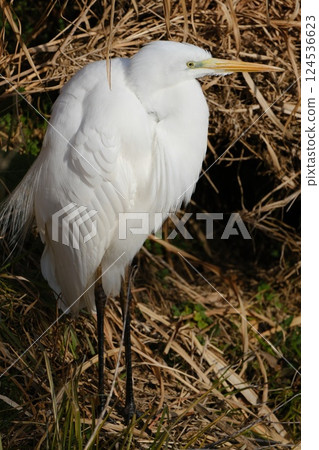 站立的白鷺 124536623
