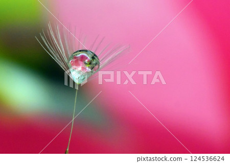 花朵與水滴的美麗結合 花朵與水滴的美麗結合 124536624