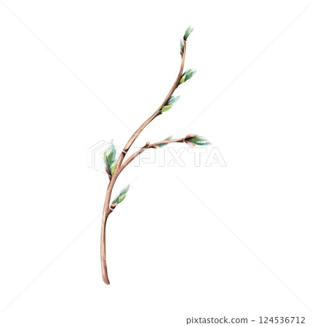 A branch of willow, sallow. Hand drawn botanical watercolor illustration isolated on white background. For clip art greeting cards invitation packages. 124536712