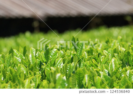 五月的茶園 Hachijuhachiya 茶芽 五月的茶園 Hachijuhachiya 茶芽 124536840