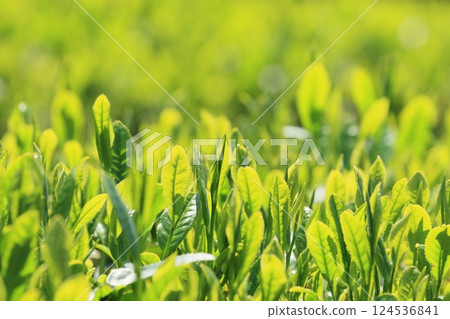五月的茶園 Hachijuhachiya 茶芽 五月的茶園 Hachijuhachiya 茶芽 124536841