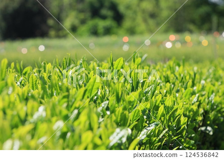 五月的茶園 Hachijuhachiya 茶芽 124536842