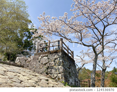 Saeki Castle ruins and cherry blossoms on Shiroyama Saeki Castle ruins and cherry blossoms on Shiroyama 124536970