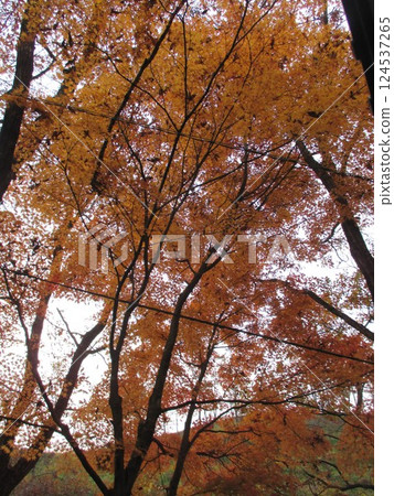 熊本縣阿蘇郡小國町色彩絢麗的秋葉 124537265