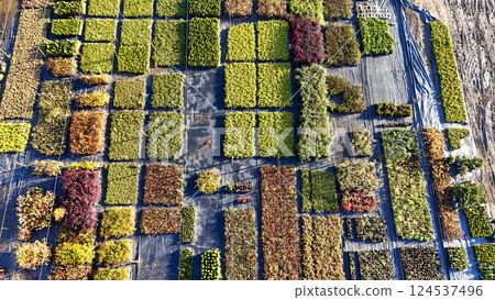 A field of plants with a variety of colors and sizes A field of plants with a variety of colors and sizes 124537496