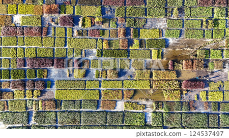 A close up of a field of plants with a variety of colors 124537497