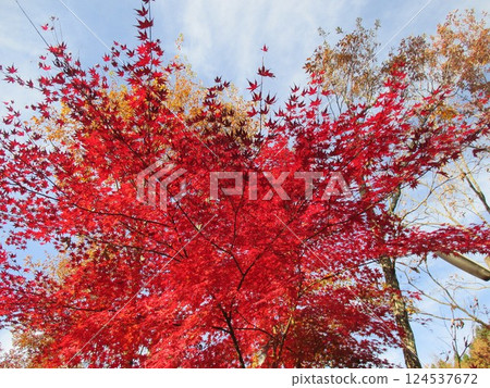 Beautifully colored autumn leaves in Oguni Town, Aso District, Kumamoto Prefecture 124537672