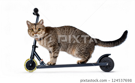 貓騎浮板的背景材料 124537698