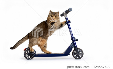 Background material of a cat riding a kickboard 124537699