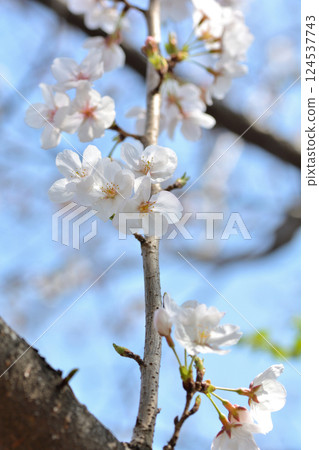 東京澀谷區玉川上水遺址的櫻花特寫 東京澀谷區玉川上水遺址的櫻花特寫 124537743