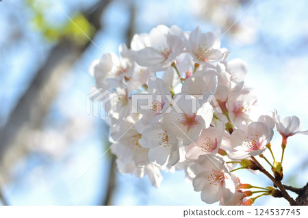 Close-up of cherry blossoms at the site of Tamagawa Aqueduct, Shibuya Ward, Tokyo 124537745
