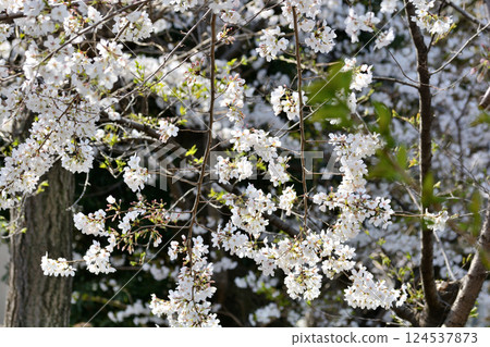 東京澀谷區玉川上水遺址的櫻花特寫 124537873