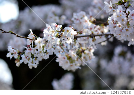 東京澀谷區玉川上水遺址的櫻花特寫 東京澀谷區玉川上水遺址的櫻花特寫 124537938