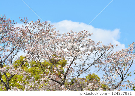 東京澀谷區玉川上水遺址的櫻花特寫 124537981