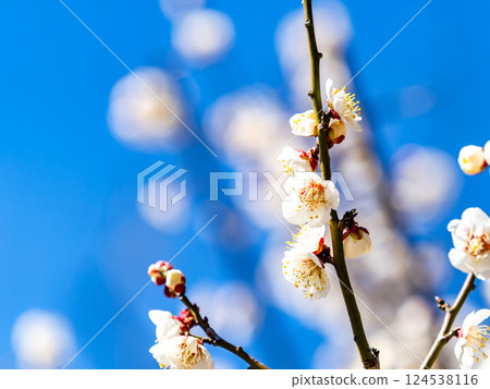 潔白的梅花盛開預示著春天的到來 潔白的梅花盛開預示著春天的到來 124538116