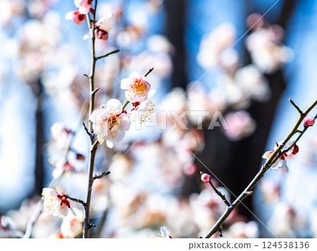 Neat white plum blossoms in full bloom heralding the arrival of spring 124538136