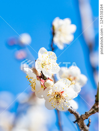 Neat white plum blossoms in full bloom heralding the arrival of spring Neat white plum blossoms in full bloom heralding the arrival of spring 124538164