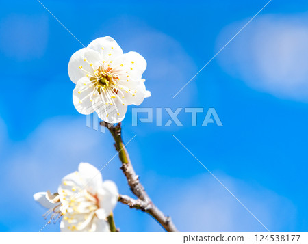 潔白的梅花盛開預示著春天的到來 124538177