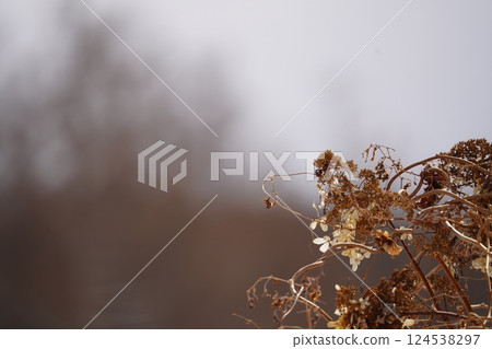 Winter in Hokkaido and Deutzia paniculata Winter in Hokkaido and Deutzia paniculata 124538297