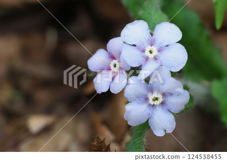 Yamarinisou flower 124538455