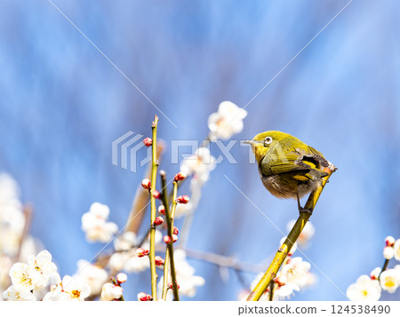 A cute Japanese white-eye visiting plum blossoms in full bloom 124538490