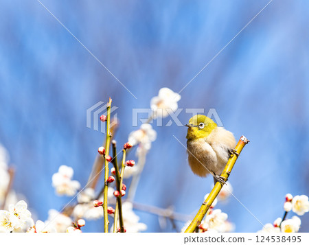 A cute Japanese white-eye visiting plum blossoms in full bloom A cute Japanese white-eye visiting plum blossoms in full bloom 124538495