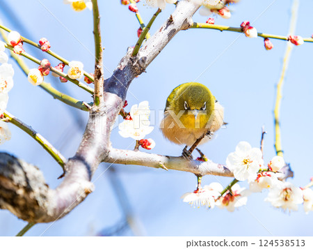 A cute Japanese white-eye visiting plum blossoms in full bloom 124538513