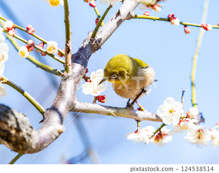 A cute Japanese white-eye visiting plum blossoms in full bloom A cute Japanese white-eye visiting plum blossoms in full bloom 124538514