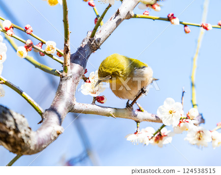A cute Japanese white-eye visiting plum blossoms in full bloom 124538515
