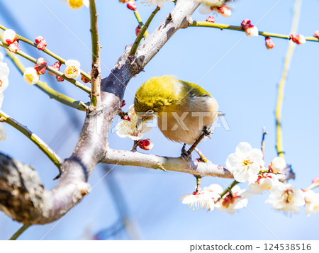 A cute Japanese white-eye visiting plum blossoms in full bloom 124538516