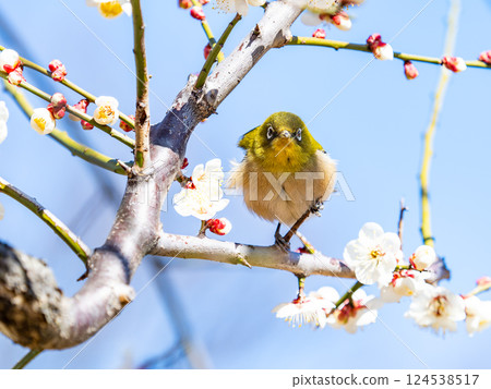 A cute Japanese white-eye visiting plum blossoms in full bloom 124538517