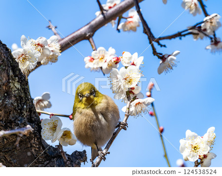A cute Japanese white-eye visiting plum blossoms in full bloom A cute Japanese white-eye visiting plum blossoms in full bloom 124538524