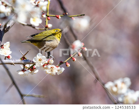 A cute Japanese white-eye visiting plum blossoms in full bloom 124538533