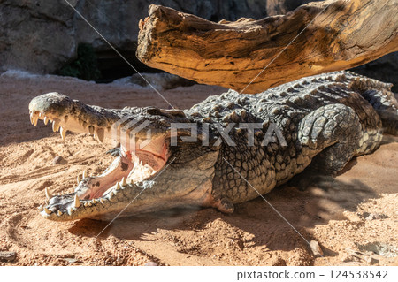 Close up of scary crocodile with open mouth heating himself at the warm sun. Close up of scary crocodile with open mouth heating himself at the warm sun. 124538542