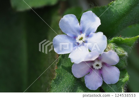 Yamarinisou flower 124538553