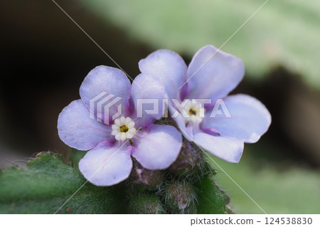 Yamarinisou花 Yamarinisou花 124538830