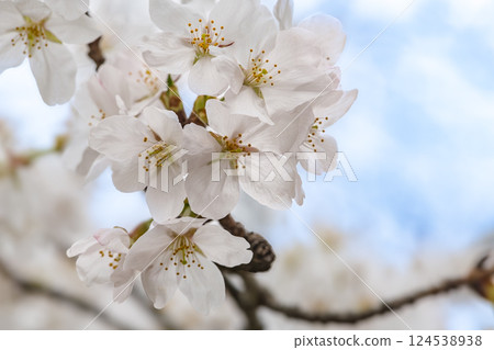 Cherry blossoms shining in the blue sky of spring 124538938