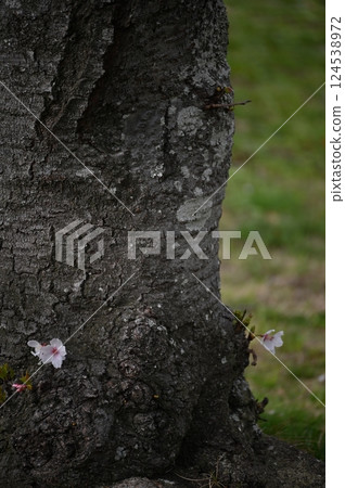 Cherry blossoms blooming in the tree trunk 124538972