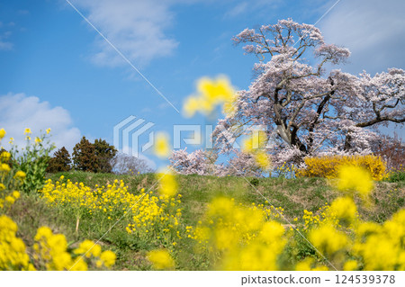 The beautiful rape blossoms at Shionosaki Cherry Blossoms in Motomiya City The beautiful rape blossoms at Shionosaki Cherry Blossoms in Motomiya City 124539378