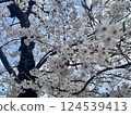 Cherry Blossoms	 124539413