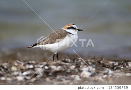 A close-up of a male Kentish plover (Anarhynchus alexandrinus) in breeding plumage A close-up of a male Kentish plover (Anarhynchus alexandrinus) in breeding plumage 124539789
