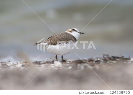 A close-up of a female Kentish plover 124539790