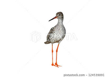 Portrait of common redshank or simply redshank (Tringa totanus) 124539891