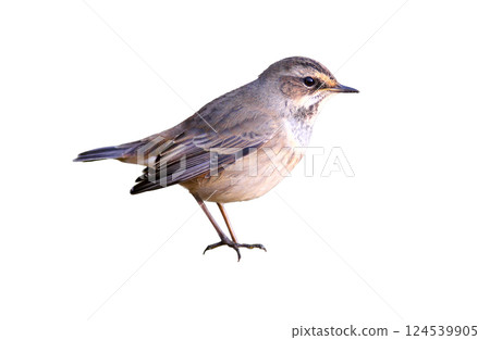 Various bluethroats in winter plumage isolated on white background Various bluethroats in winter plumage isolated on white background 124539905