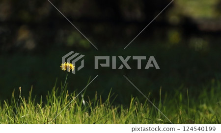 一朵花在秋天的草地上盛開 一朵花在秋天的草地上盛開 124540199