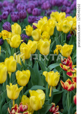Tulip (Tulipa gesneriana) garden 124540202