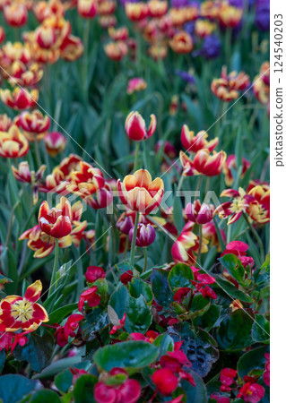 Tulip (Tulipa gesneriana) garden Tulip (Tulipa gesneriana) garden 124540203