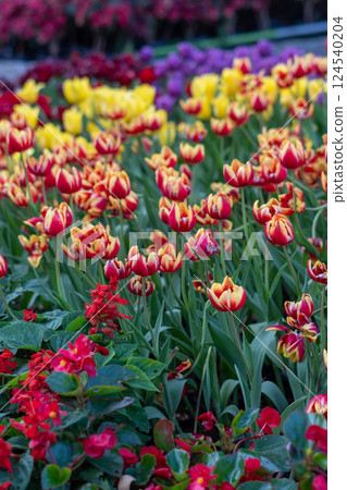 Tulip (Tulipa gesneriana) garden Tulip (Tulipa gesneriana) garden 124540204