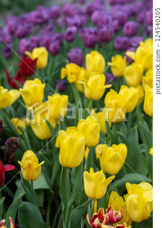 Tulip (Tulipa gesneriana) garden Tulip (Tulipa gesneriana) garden 124540205