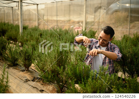 Male farmer harvesting fresh rosemary in organic greenhouse Male farmer harvesting fresh rosemary in organic greenhouse 124540226